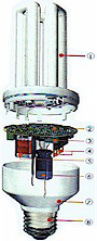 Compact Fluorescent Lamp Structure